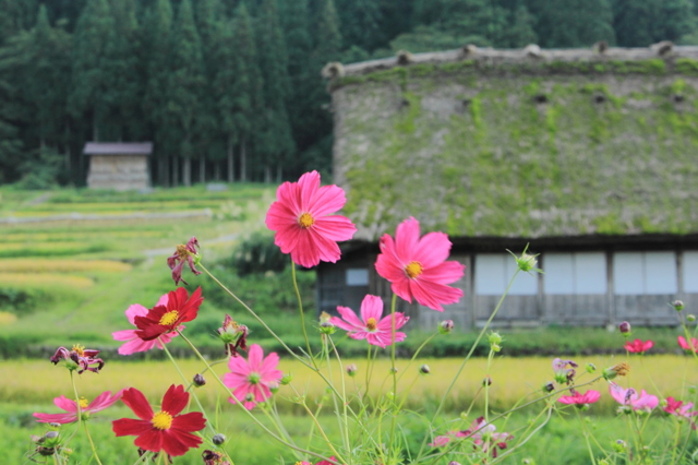 秋から吹く風 by （ID：2790886） 写真共有サイトPHOTOHITO