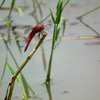 FinePix HS10ŎBeʐ^