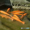 FinePix S602ŎBeʐ^