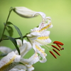 SP 70-200mm F/2.8 Di VC USD G2 (Model A025) [Lmp]ŎBeʐ^