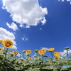 15mm F2.8 EX DG DIAGONAL FISHEYE ( AF)ŎBeʐ^