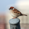 EF300mm F4L IS USMŎBeʐ^