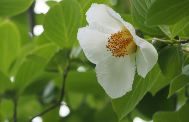 沙羅双樹② by 楓花 （ID：3507011） 写真共有サイトPHOTOHITO