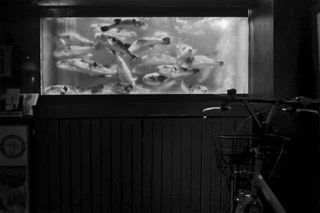 AI(エイ・アイ) by Eagle 1 (ID:12147277) 写真共有サイトPHOTOHITO