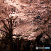 COLOR LIFE3 103P SoftBankŎBeʐ^