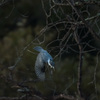 AI AF-S Nikkor ED 500mm F4D II (IF) (ubN)ŎBeʐ^
