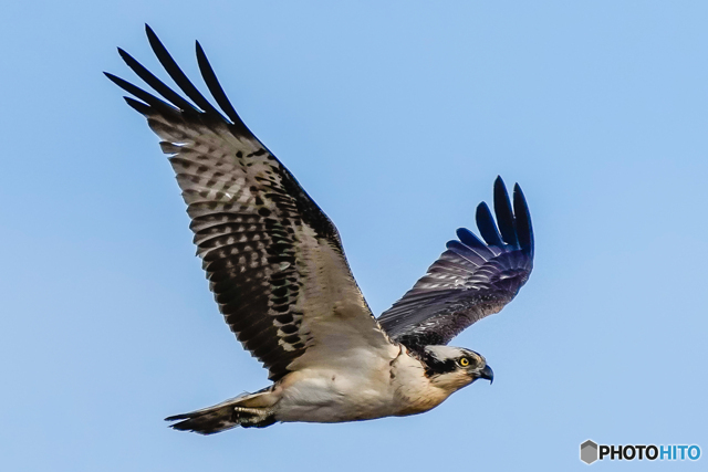 広野の翼（ミサゴ） by 730243 （ID：10910599） 写真共有サイトPHOTOHITO