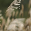 AF APO 400mm F4.5 GŎBeʐ^