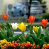 Carl Zeiss Sonnar T*90mm F2.8ŎBeʐ^