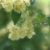AF\tgtH[JX100mmF2.8ŎBeʐ^