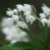 AF\tgtH[JX100mmF2.8ŎBeʐ^