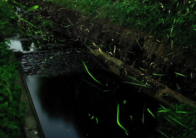 ～ほたる川～ by shiroya （ID：2587168） 写真共有サイトPHOTOHITO