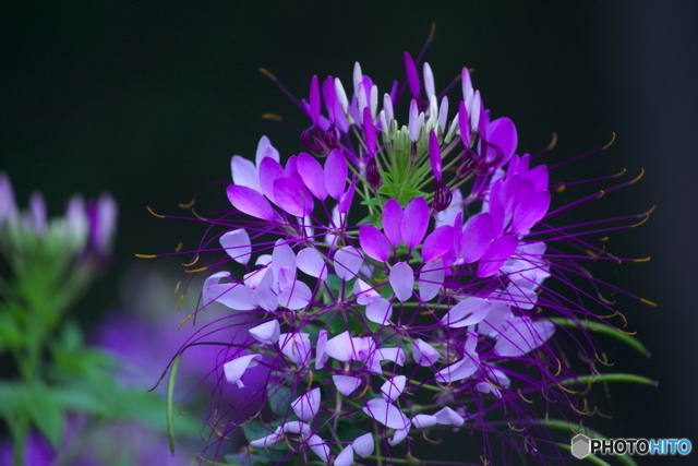 京セラ Carl Zeiss Vario-Sonnar T* 100-300mm F4.5-5.6 (MM)投稿画像