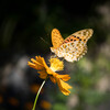 LUMIX G MACRO 30mm/F2.8 ASPH./MEGA O.I.S. H-HS030ŎBeʐ^
