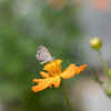 PENTAX K-70 18-135WRLbgŎBeʐ^