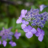 PENTAX K-1 Mark II {fBŎBeʐ^
