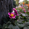 PENTAX KP ボディで撮影した写真