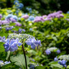 OLYMPUS PEN Lite E-PL7 {fB [zCg]ŎBeʐ^