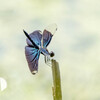 HD PENTAX-D FA 150-450mmF4.5-5.6ED DC AWŎBeʐ^