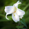 PENTAX K-70 18-135WRLbgŎBeʐ^