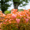 HD PENTAX-DA 20-40mmF2.8-4ED Limited DC WR [ubN]ŎBeʐ^