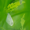 Doragonfly 150mm F2.8 }N IL-150DF-PK [y^bNXp]ŎBeʐ^