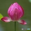 PENTAX K-S2 {fB [zCg]ŎBeʐ^