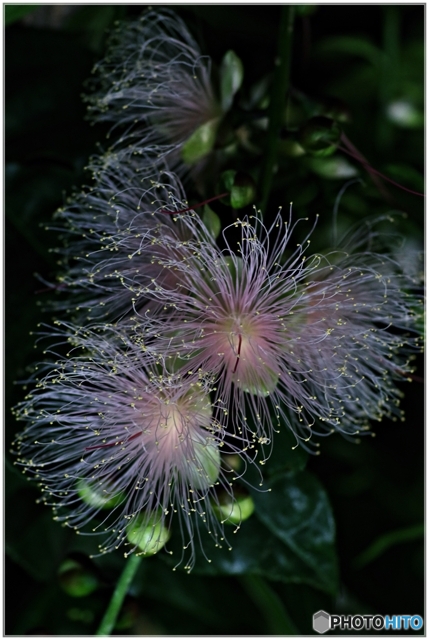 Sagaribana by kayo （ID：10584421） - 写真共有サイト:PHOTOHITO