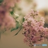 PENTAX KF {fBŎBeʐ^