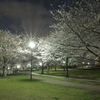 LUMIX S 24mm F1.8 S-S24ŎBeʐ^