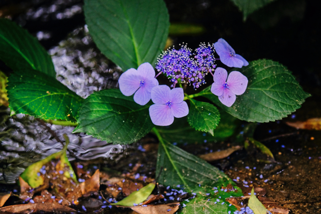 TAMRON SP AF 180mm F/3.5 Di LD [IF] MACRO 1:1 (Model B01