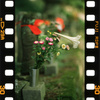 NIKON SP fŎBeʐ^