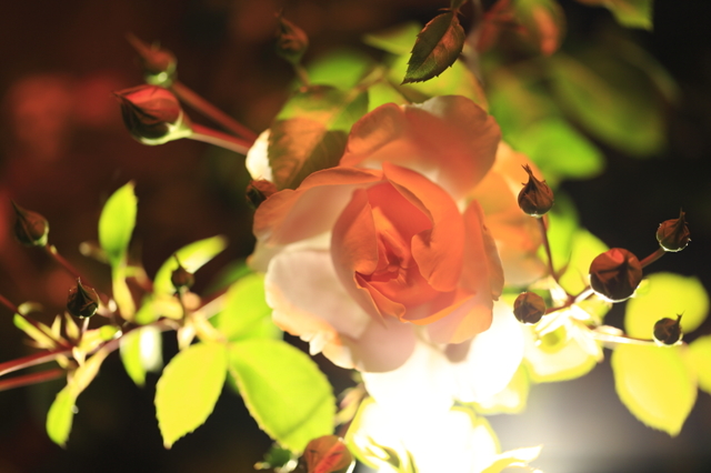 人と写真をつなぐ場所 T.Morimoto ファン登録 夜ばらライトアップコメント0件同じタグが設定されたT.Morimotoさんの作品最近お気に入り登録したユーザータグ撮影情報EXIFデータ撮影地