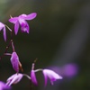 CONTAX N DIGITAL {fBŎBeʐ^