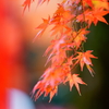 70-200mm F2.8 G SAL70200Gで撮影した写真