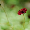 tHNg_[ NOKTON 40mm F1.2 AsphericalŎBeʐ^