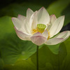 16-300mm F3.5-6.7 DC OS [tWtCp]ŎBeʐ^