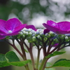 PENTAX K-5 {fBŎBeʐ^