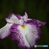EF35-350mm F3.5-5.6L USMŎBeʐ^
