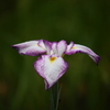 EF35-350mm F3.5-5.6L USMŎBeʐ^