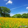 PENTAX K-5 {fBŎBeʐ^