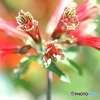 AF MACRO 100mm F2.8ŎBeʐ^