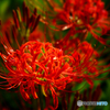 FE 100mm F2.8 STF GM OSS SEL100F28GMŎBeʐ^