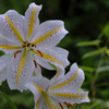AF 28-300mm F3.5-6.3 XR Di LD Aspherical [IF] MACRO (Model A061) (ƺ AF-D)ŎBeʐ^