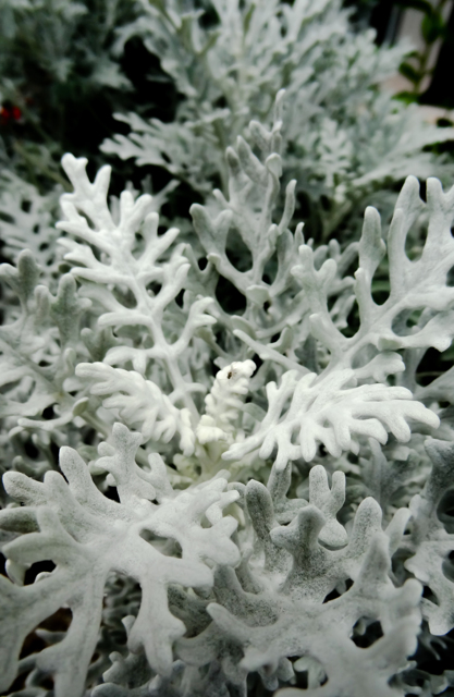 白い植物 シロタエギク
