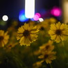 24mm F1.8 EX DG ASPHERICAL MACRO (jRp)ŎBeʐ^