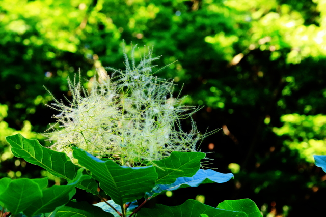 火の無い所に煙立たず・・・ 煙が！ by リストリン （ID：12475664） 写真共有サイトPHOTOHITO