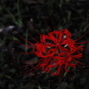 EOS M6 {fBŎBeʐ^
