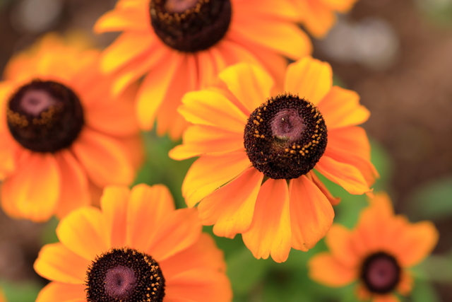 CANON TS-E50mm F2.8L マクロで撮影された写真 - 価格.com CANON TS-E50mm F2.8L マクロで撮影された写真 - 価格.com
