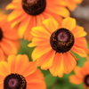 TS-E50mm F2.8L }NŎBeʐ^